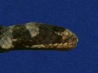 黃唇青斑海蛇藏品圖，第4張